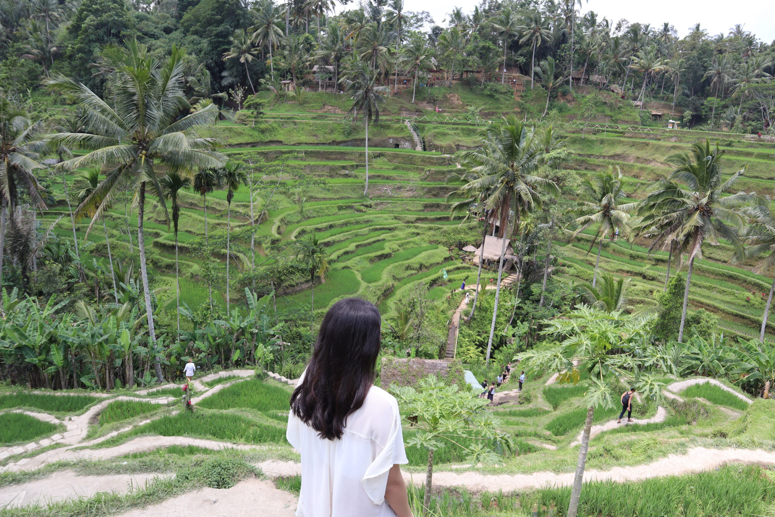 Visiting The Tegallalang Rice Terraces in Bali