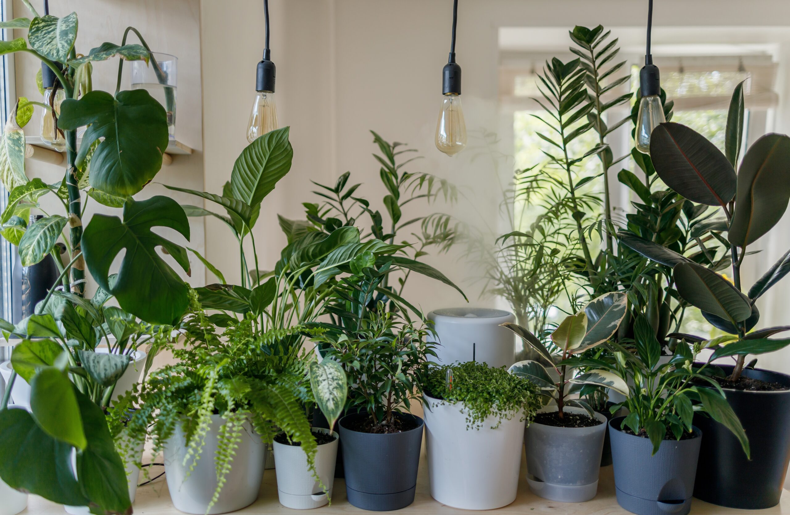 5 Easy Care Indoor House Plants You Need To Buy