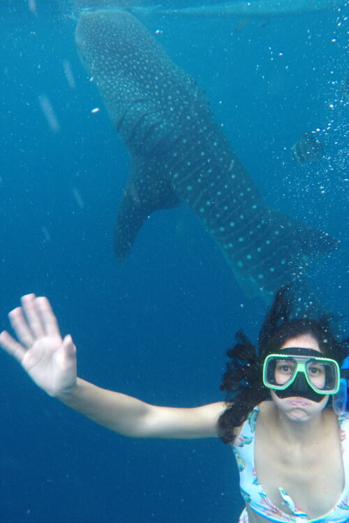 Amazing Whale Shark Experience in The Philippines